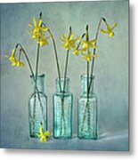 Daffodils In Three Glass Bottles Metal Print