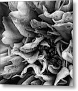 Dahlia Flower In Black And White Macro Metal Print