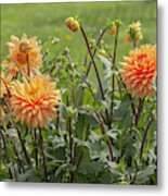 Dahlia Glorie Van Noordwijk 3 Metal Print