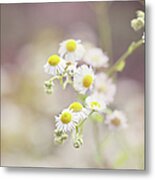 Daisies Bellis Perennis Flowers, Close Metal Print