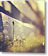 Dandelion Under Sunshine Metal Print