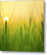 Dawn At The Wheat Field Metal Print