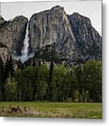 Deer In Front Of Upper Yosemite Falls Metal Print
