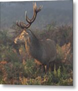 Deer Stag On The Lookout Metal Print