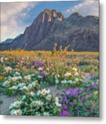 Desert Sand Verbena, Desert Sunflower, And Desert Lily Spring Bloom, Anza-borrego Desert State Park, California Metal Print