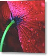 Dew On Close-up Of Red Flower Metal Print