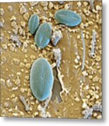 Diatoms On Mayfly Surface, Sem Metal Print