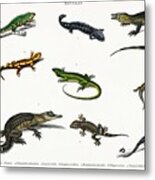 Different Types Of Reptiles Illustrated By Charles Dessalines D' Orbigny 1806-1876 Metal Print