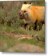 Dinner For The Red Fox Metal Print