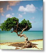 Divi Divi Tree On Beach Of Caribbean Metal Print