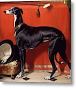 Dog - Favorite Greyhound Metal Print