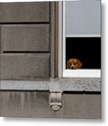 Dog In The Window Metal Print