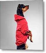 Dog Wearing Hooded Sweatshirt Metal Print