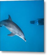Dolphin And Freediver Metal Print