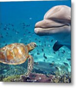 Dolphin And Turtle Underwater On Reef Metal Print