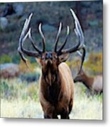 Don't Mess With The Bull Metal Print