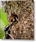 Downy Lunch Metal Print