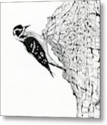 Downy Woodpecker Metal Print