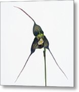 Dracula Orchid Metal Print