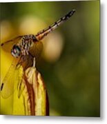 Dragonfly In The Limelight Metal Print