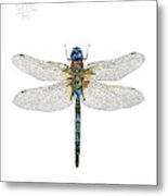 Dragonfly Metal Print