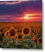 Dramatic Colorful Colorado Sunflower Sunset Metal Print