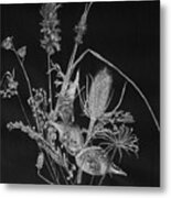 Dried Weeds Metal Print