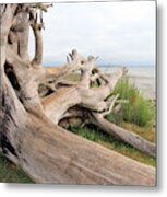 Driftwood Metal Print