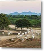 Driving Cattle Home Metal Print