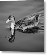 Duck In Black And White Metal Print