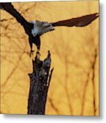 Eagle Flying Off Metal Print