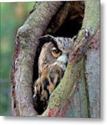 Eagle Owl Peering From Nest Cavity Metal Print