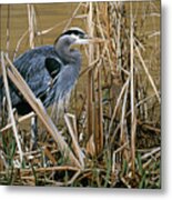 Early Spring - Great Blue Heron Metal Print