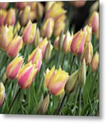 Early Tulips Metal Print