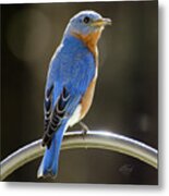 Eastern Bluebird Metal Print