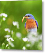 Eastern Bluebird With Worm Metal Print