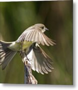 Eastern Phoebe Metal Print