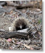 Echidna Metal Print