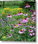 Purple Coneflowers In Summer Border Metal Print