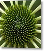 Echinacea Flower With White Petals And Metal Print
