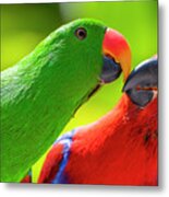 Eclectus Parrots Billing Metal Print