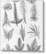 Elements Of Botany Xiv Metal Print