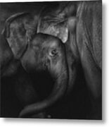 Elephant 2 Metal Print