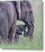 Elephant Family Metal Print