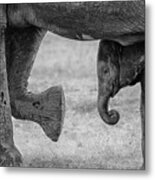 Elephant Frame Metal Print