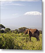 Elephant In Front Of Mount Kilimanjaro Metal Print