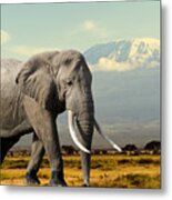 Elephant On Kilimajaro Mount Background Metal Print