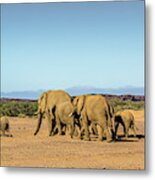 Elephant Track Namibia Metal Print