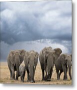 Elephant Walk Metal Print