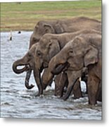 Elephants Drinking Metal Print